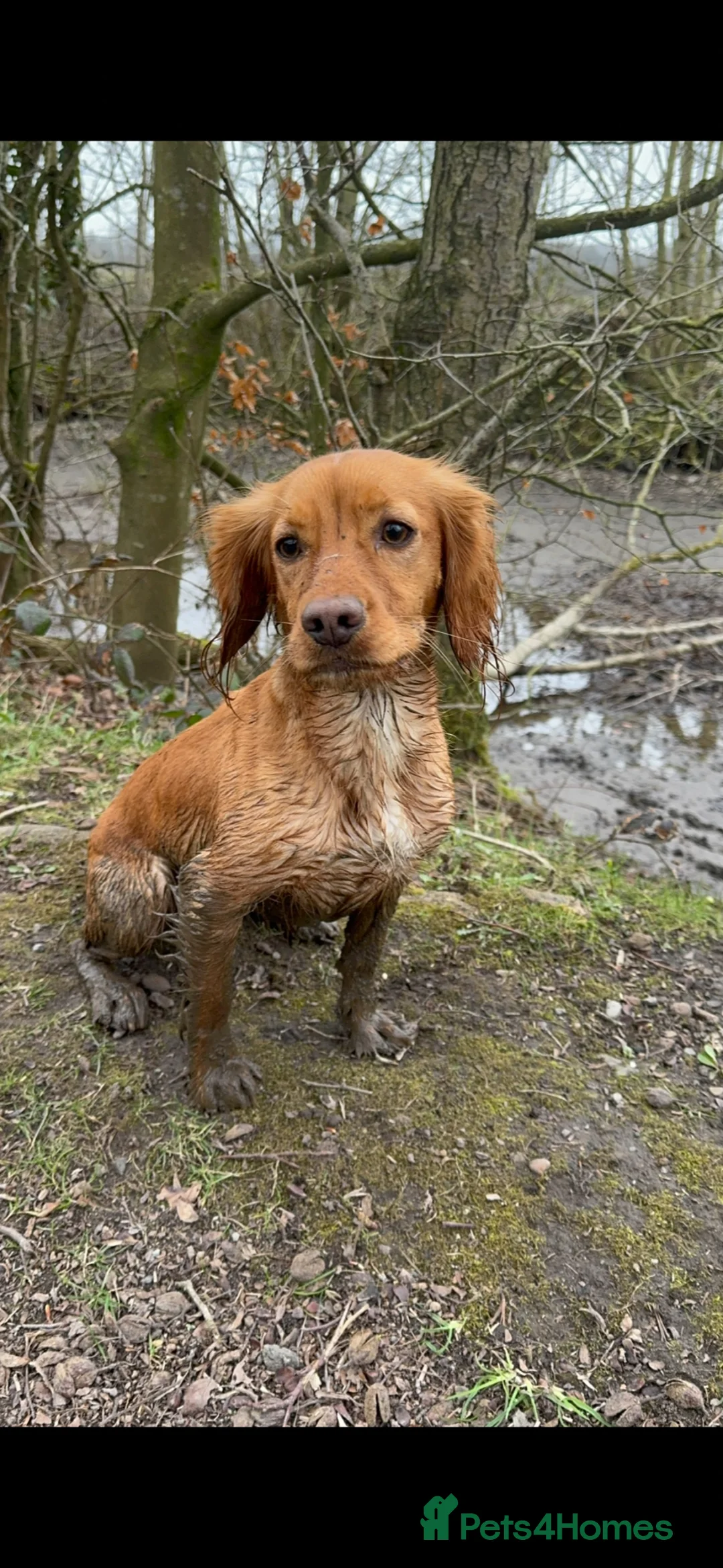 Cocker Spaniel dogs for sale: Working cocker spaniel  in Workington - Advert 7
