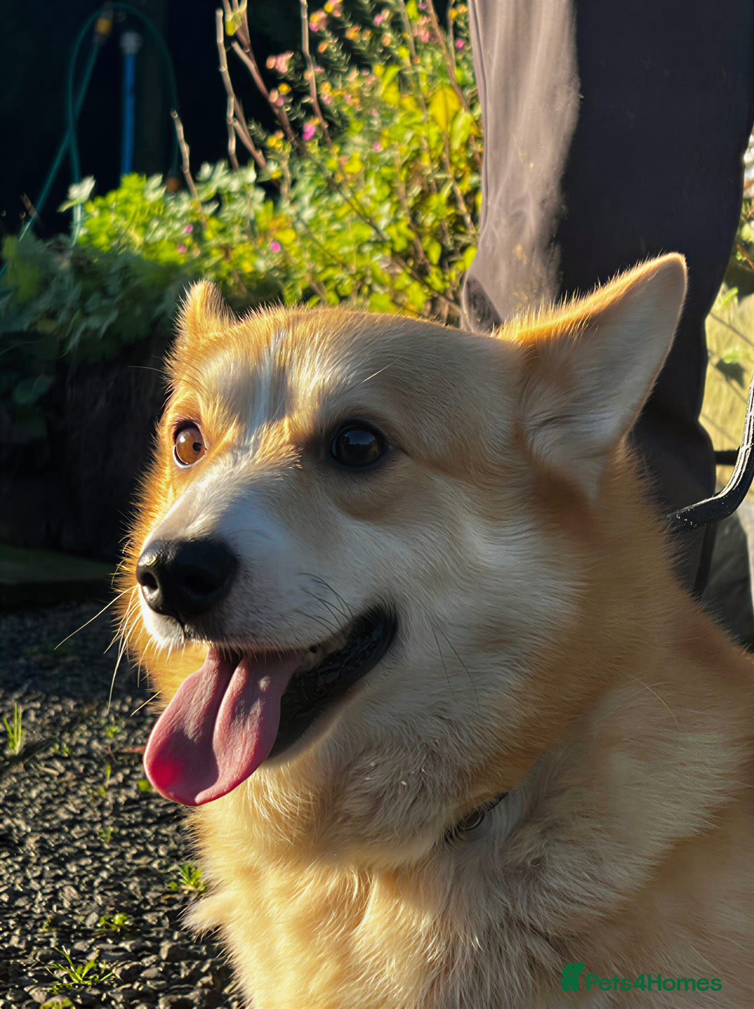 Welsh Corgi Pembroke dogs for stud: Stocky Red & White Stud Open to All Ladies! - Advert 1