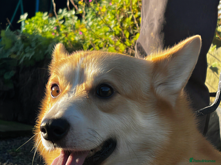 Welsh Corgi Pembroke dogs Stocky Red & White Stud Open to All Ladies! - Advert 15