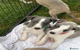 Whippet dogs for sale: Whippet puppies  - Image 5