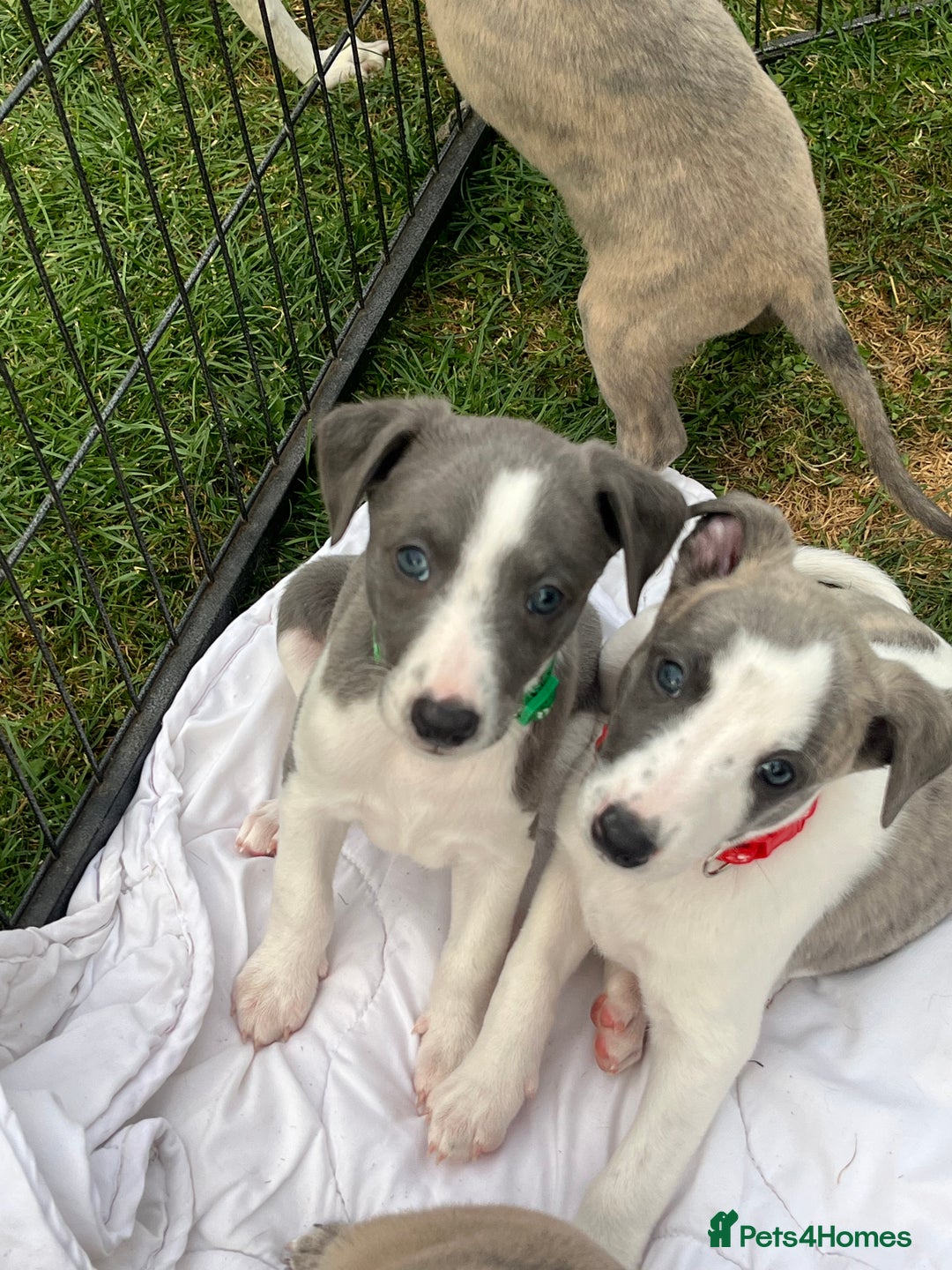 Whippet dogs for sale: Whippet puppies  - Image 5