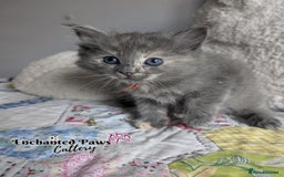 Ragcoon cats for sale: Stunning Ragcoon kittens! - Image 9