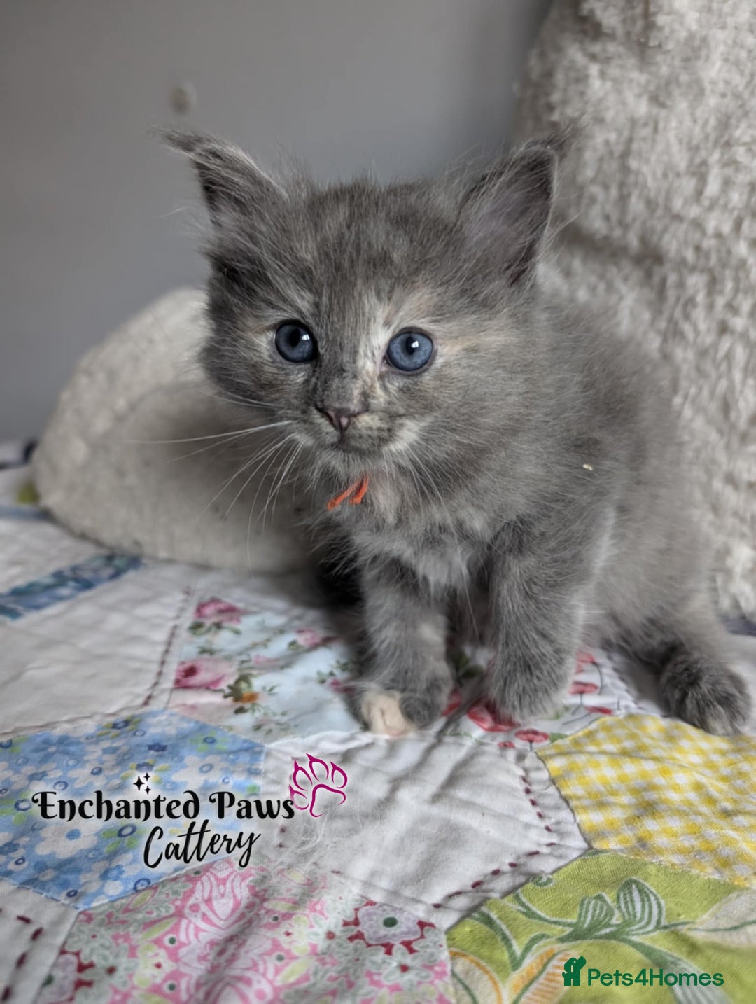 Ragcoon cats for sale: Stunning Ragcoon kittens! - Image 9