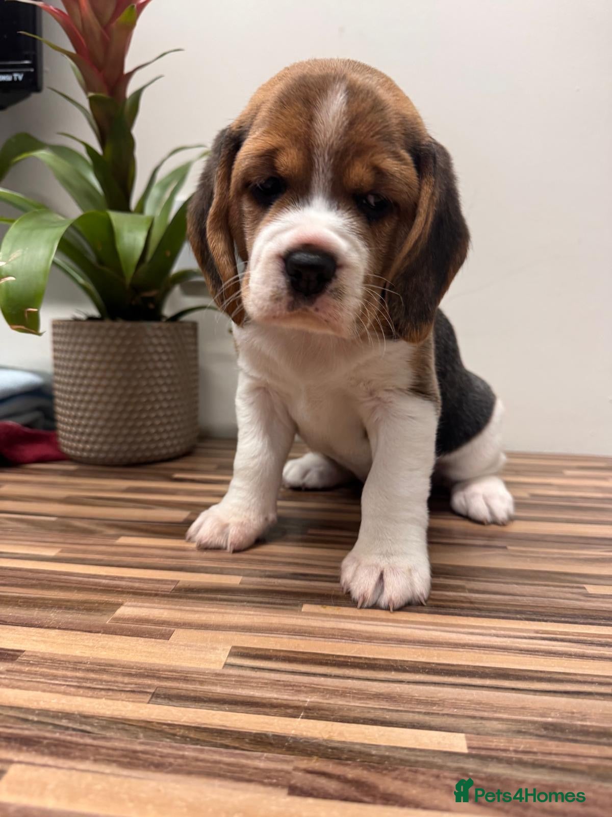 Beagle dogs Beagle pups LAST ONE - Advert 1