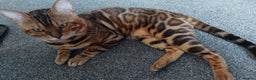 Bengal cats for stud: Impressive Stud Bengal TICA WCF reg in Harlow - Advert 4