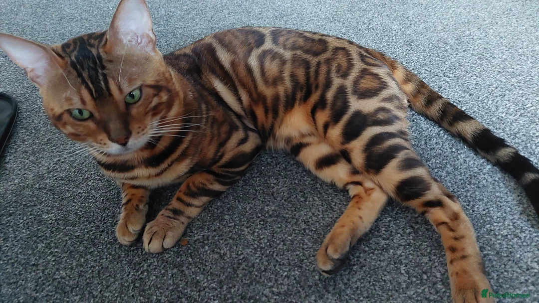 Bengal cats for stud: Impressive Stud Bengal TICA WCF reg in Harlow - Advert 4