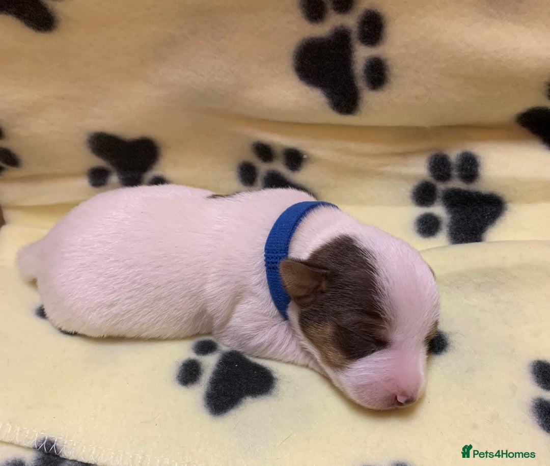 Jack Russell dogs for sale: Jack Russell Puppies  - Image 9