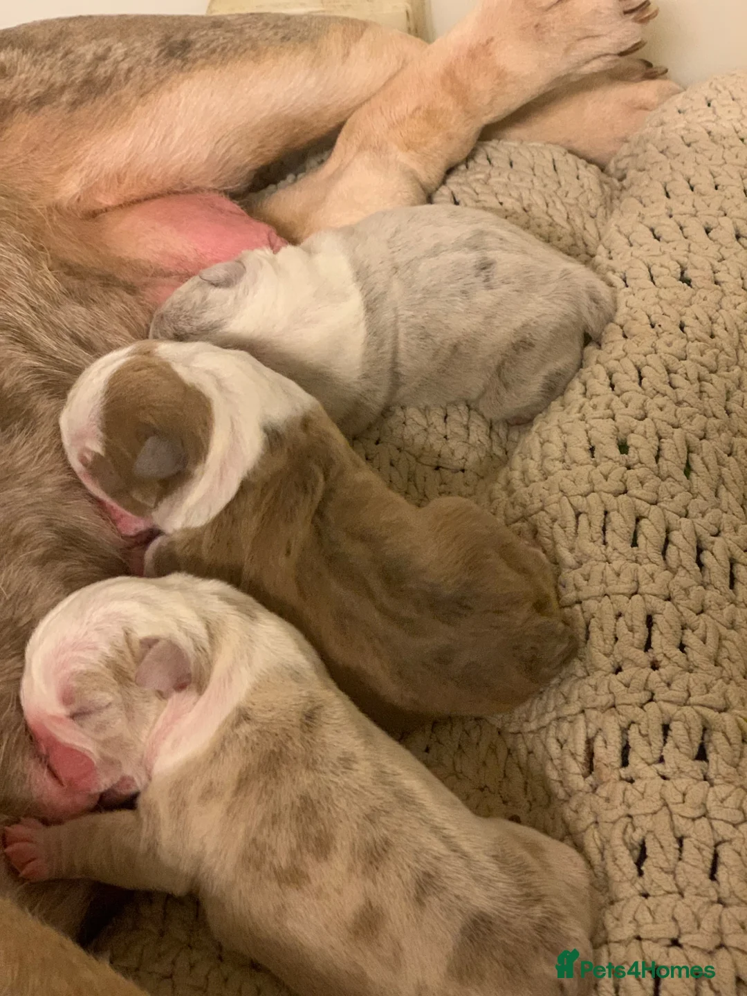 English Bulldog dogs for sale: Happy healthy English bulldog babies  in Spalding - Advert 2