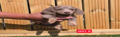 Dachshund Puppy 3