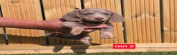 Dachshund dogs for sale: Beautiful Miniature Dachshund long & short haired in Newmarket - Advert 3
