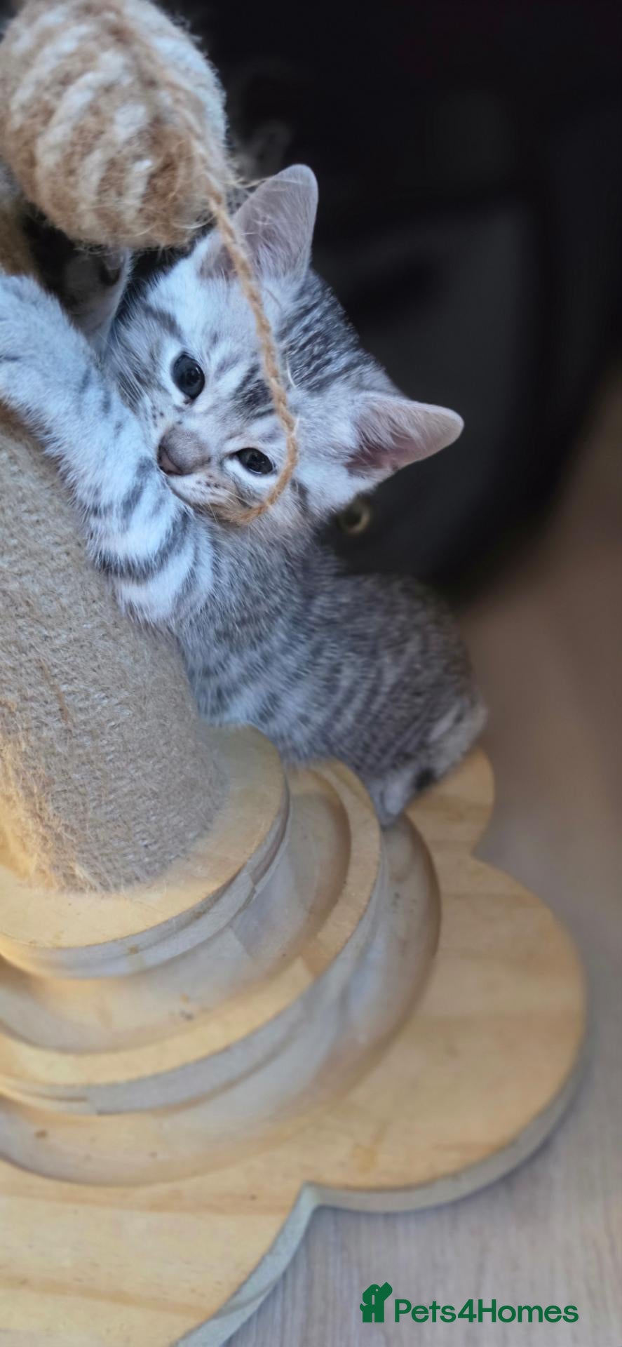 Bengal cats Bengal x British shorthair cross - Advert 4