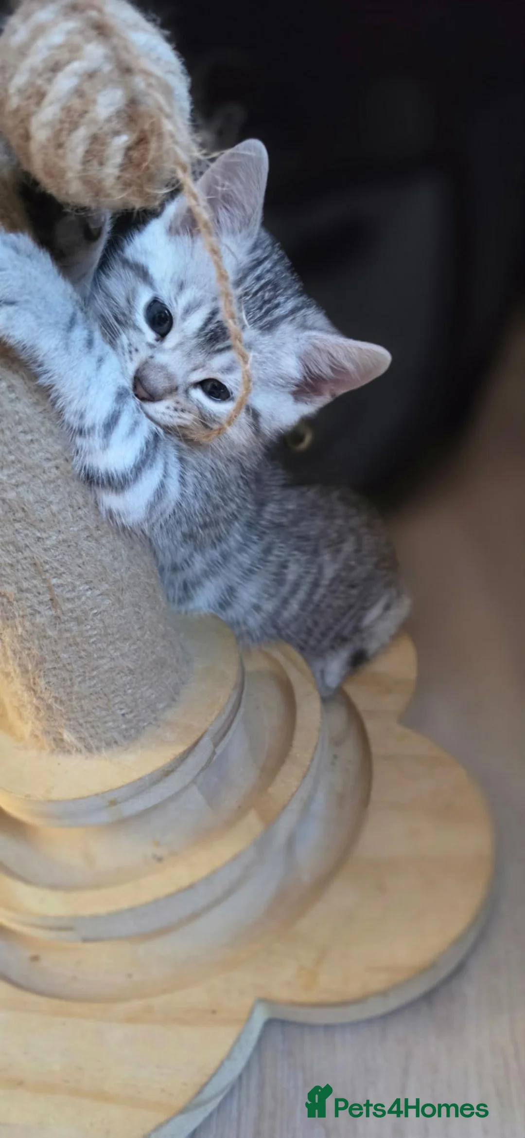 Bengal cats for sale: Bengal x British shorthair cross - Advert 1