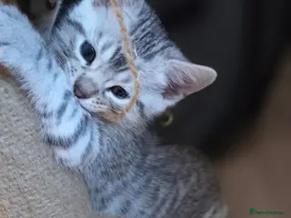 Bengal cats Bengal x British shorthair cross - Advert 14