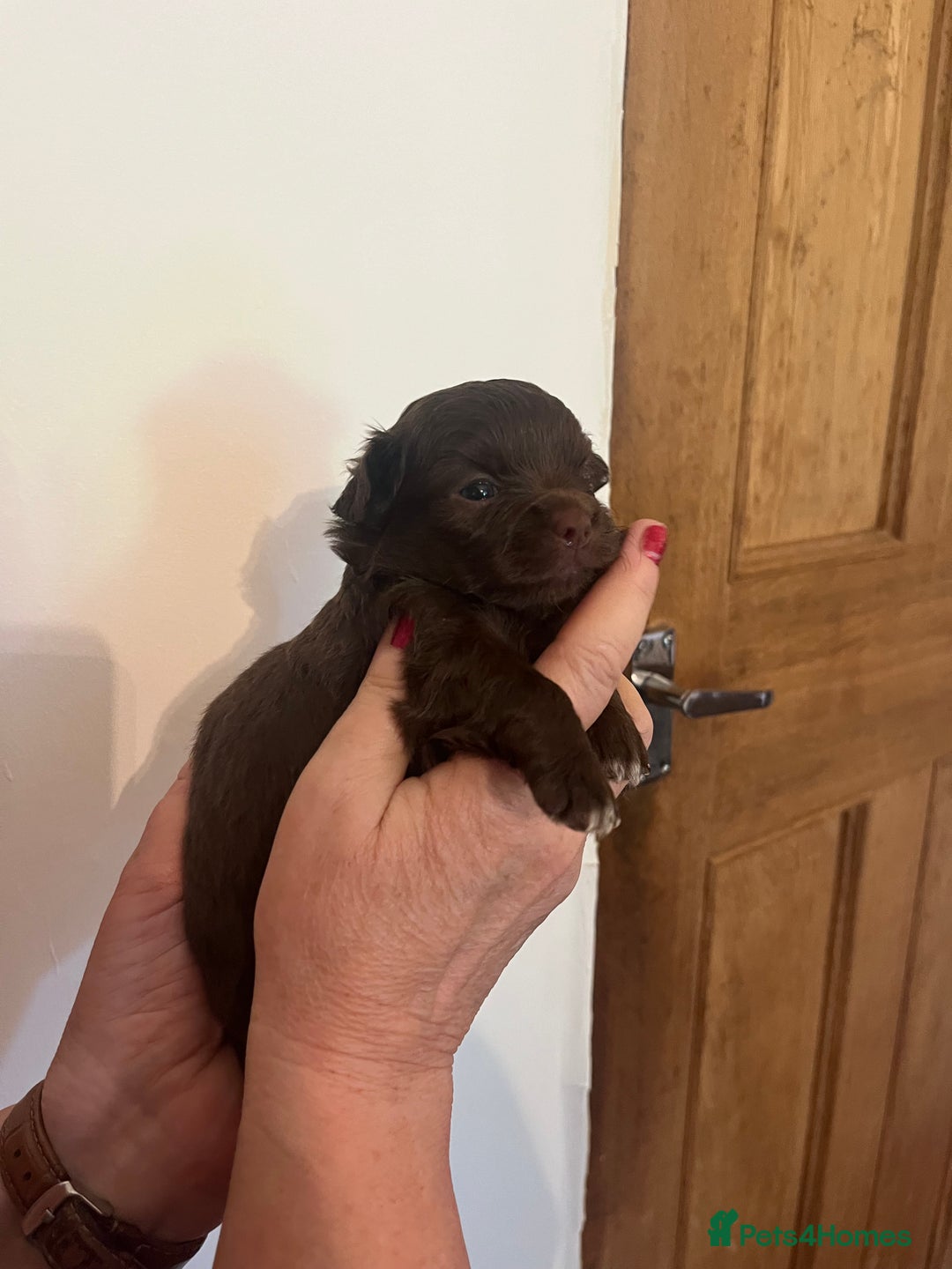 Chihuahua dogs for sale: Rare chocolate chihuahua puppies - Image 2