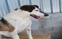 Mixed Breed dogs for adoption: Tuxedo, approx 3 yrs old. Available for adoption. - Image 4