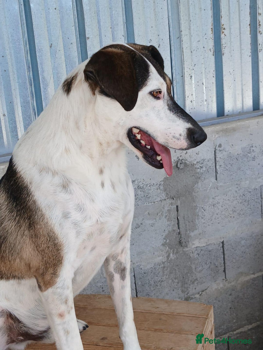 Mixed Breed dogs for adoption: Tuxedo, approx 3 yrs old. Available for adoption. - Image 4