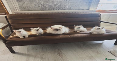 Ragdoll cats - Advert 5