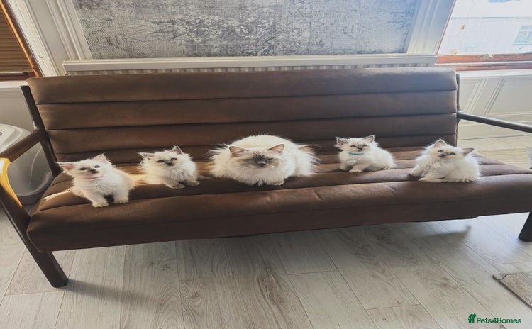 Ragdoll cats - Advert 5