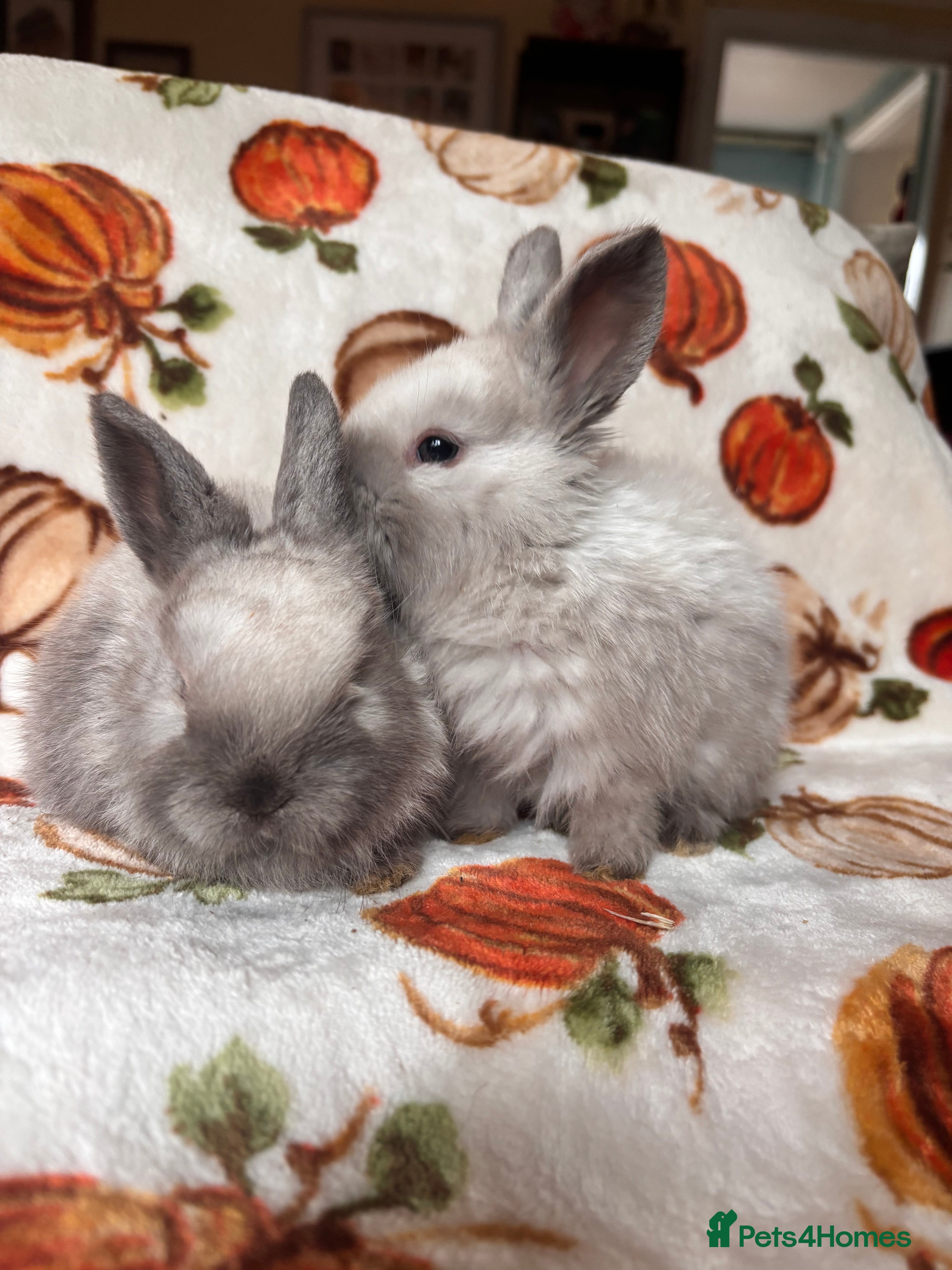 Mixed Breed rabbits 2 baby Sandellers x Holland lops  - Advert 8