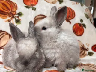 Mixed Breed rabbits 2 baby Sandellers x Holland lops - Advert 8