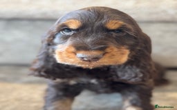 Cocker Spaniel dogs for sale: BEAUTIFUL SHOW TYPE COCKER SPANIELS  - Image 10