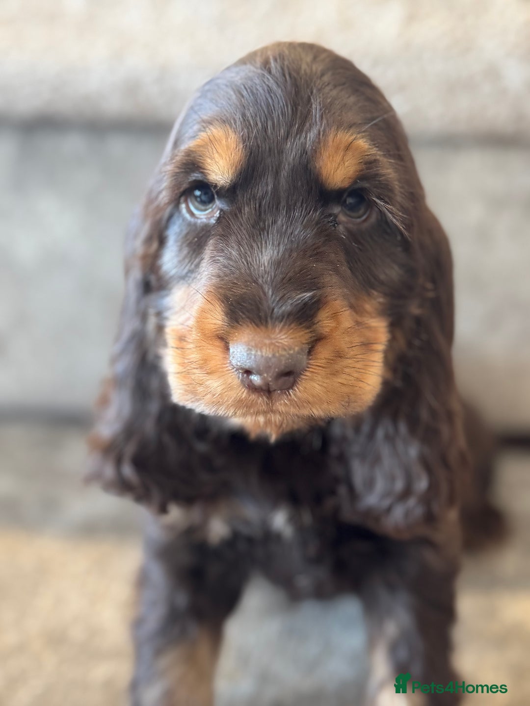 Cocker Spaniel dogs for sale: BEAUTIFUL SHOW TYPE COCKER SPANIELS  - Image 10
