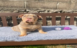 English Bulldog dogs for sale: Our last girl reduced KC reg English bulldog puppy - Image 13