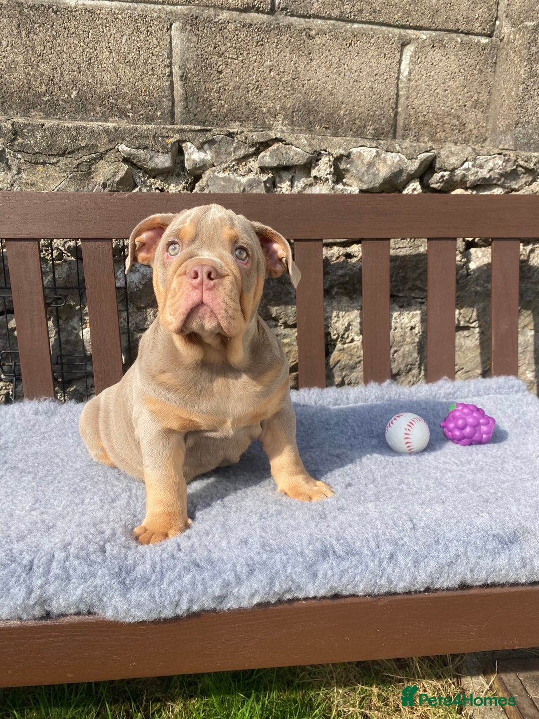 English Bulldog dogs for sale: Our last girl reduced KC reg English bulldog puppy - Image 13