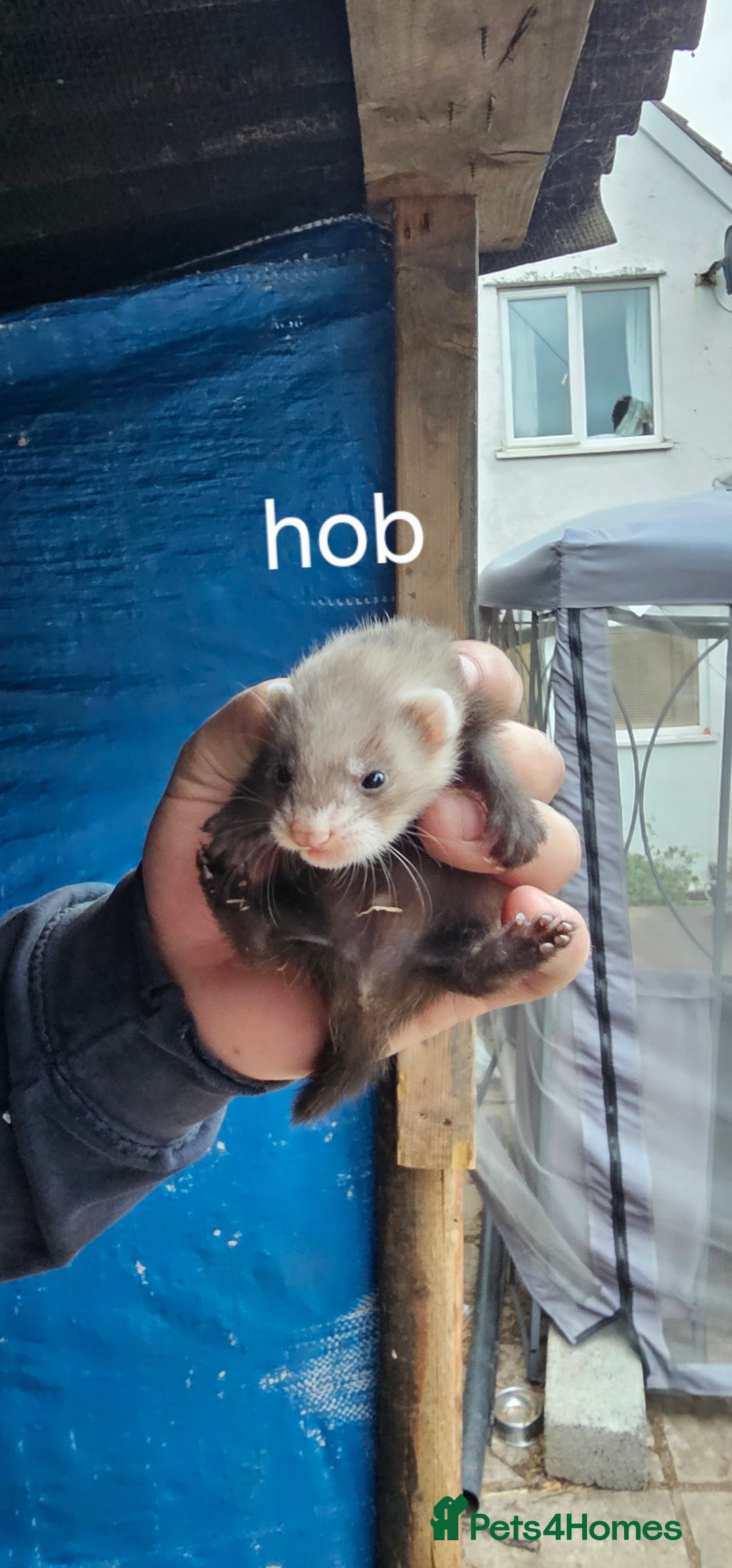Ferret rodents for sale: Micro ferrets  - Image 4