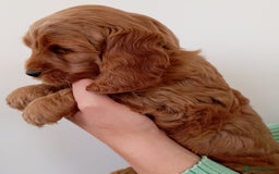 Cockapoo dogs for sale: Stunning F1 Red Miniature - Health Tested Parents - Image 13
