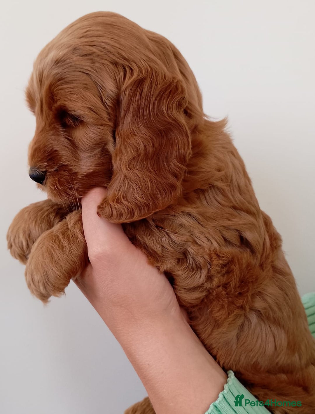 Cockapoo dogs for sale: Stunning F1 Red Miniature - Health Tested Parents - Image 13