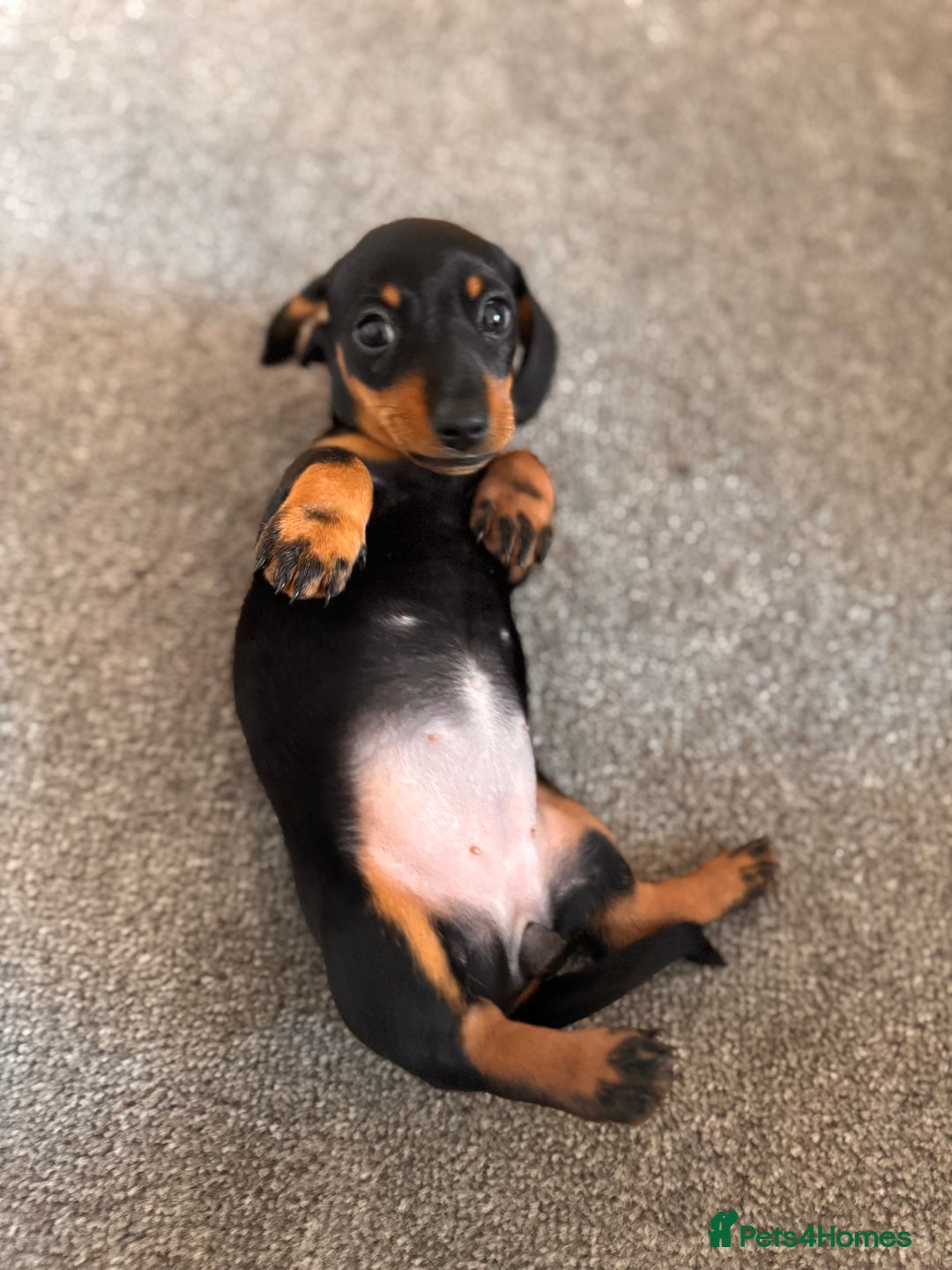 Miniature Dachshund dogs for sale: 🐾 miniature Dachshund 1 LEFT READY IN 2 WEEKS🐾 - Advert 7