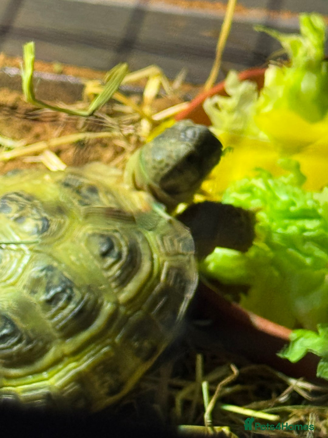 Tortoise reptiles for sale: Horsefield tortoise  - Image 2
