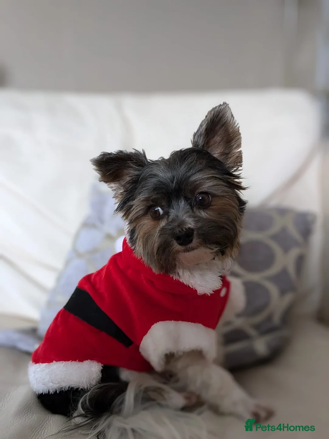 Yorkshire Terrier dogs for stud: Purebred BiewerTerrier/ColourfulYorkie Proven Stud in Merthyr Tydfil - Advert 4