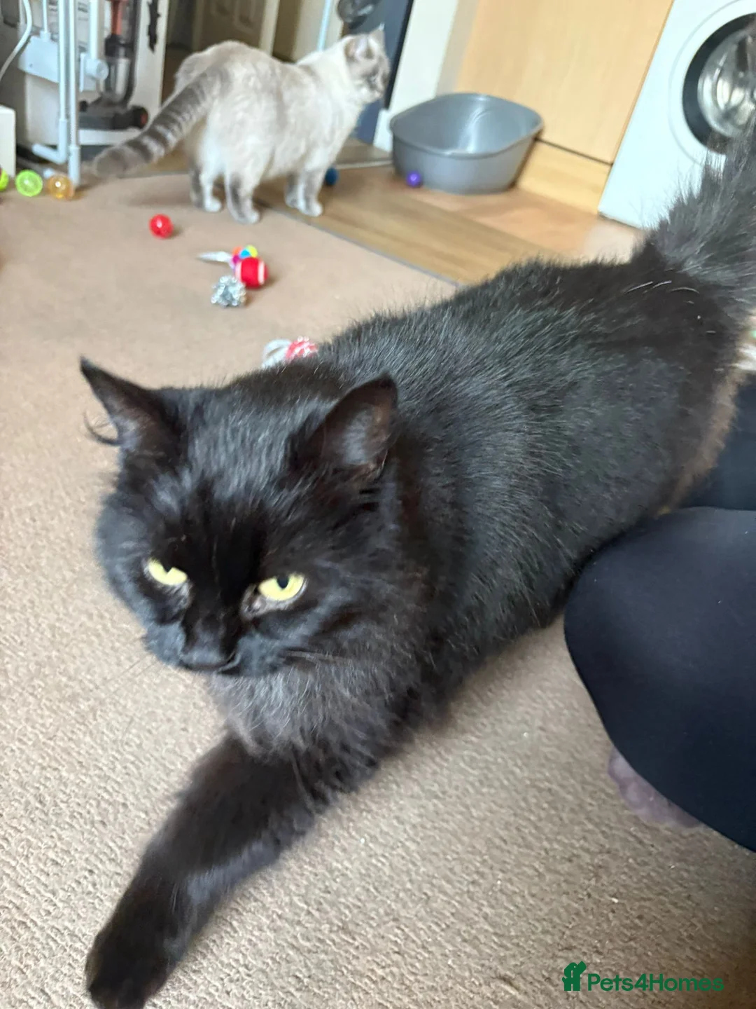 Mixed Breed cats for sale: Free - Bonded pair female cats - Advert 2