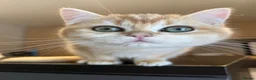 British Shorthair cats for sale: LAST Vet bred Teddybear Lap cat GCCF - Advert 17