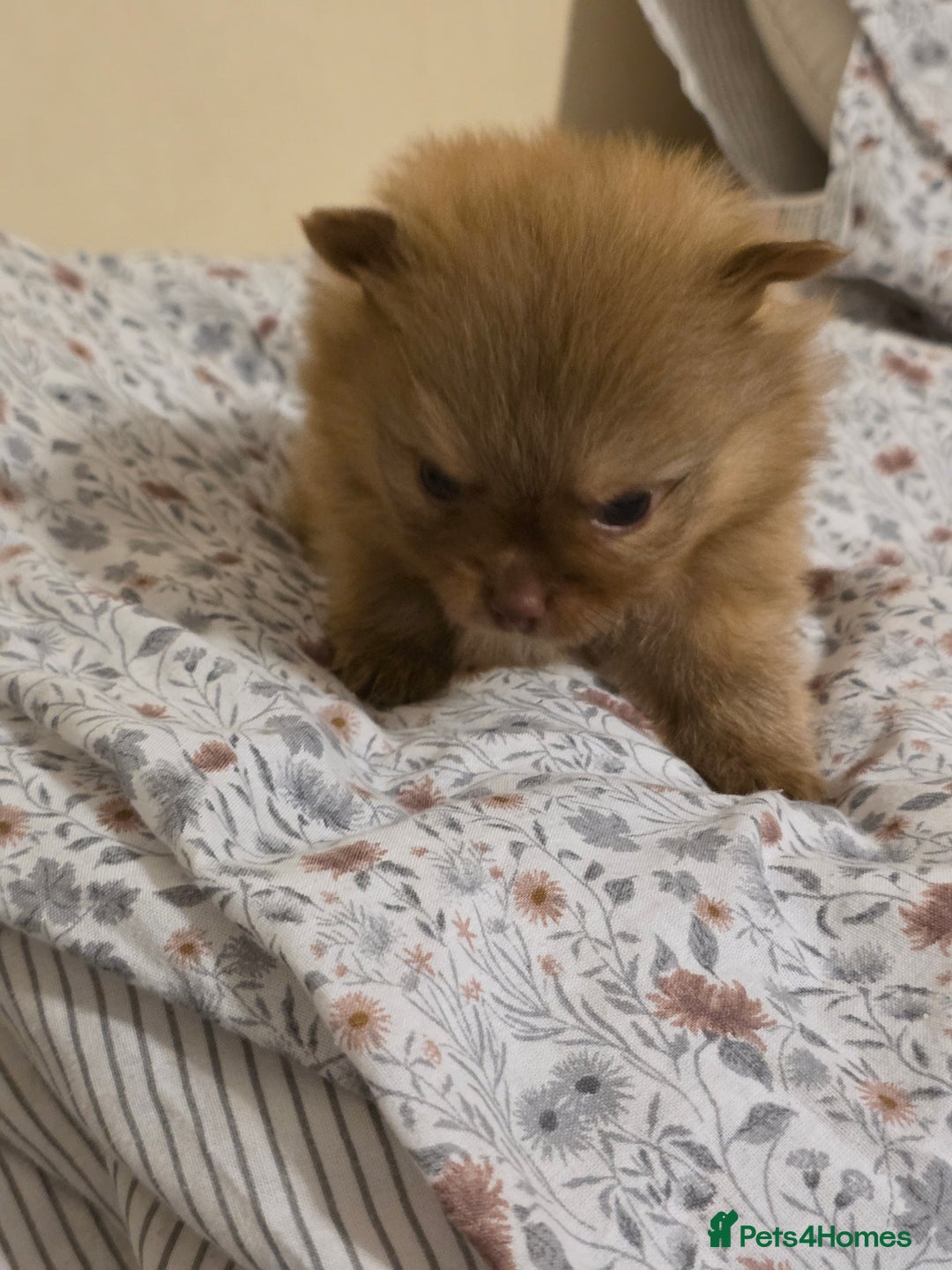 Pomeranian dogs for sale: Hello - Advert 29