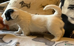 Sealyham Terrier dogs for sale: Quality KC registered Sealyham Terrier pups - Image 9