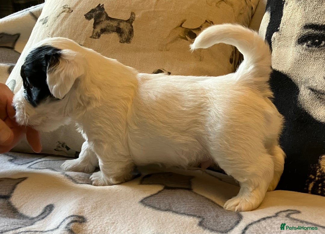 Sealyham Terrier dogs for sale: Quality KC registered Sealyham Terrier pups - Image 9