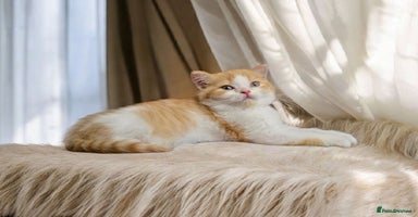 Scottish Fold cats - Advert 14