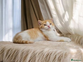 Scottish Fold cats - Advert 14