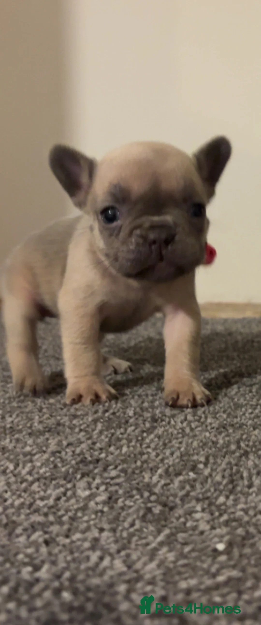 French Bulldog dogs for sale: Beautiful Frenchies 😍 in Rotherham - Advert 2