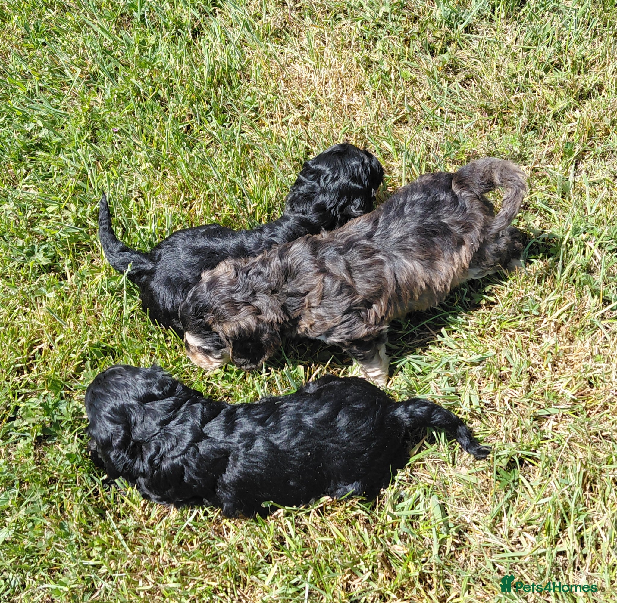 Cavapoo dogs Brilliant Cockalier-a-Poo Puppies – Ready Soon! - Advert 2