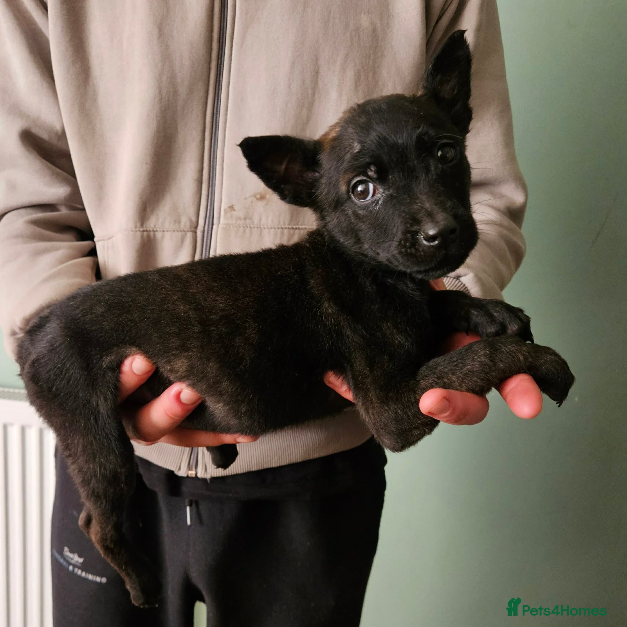 Belgian Shepherd Dog dogs Stunning Mali x herder Pups.2males left - Advert 2