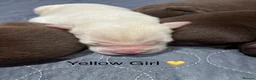 Labrador Retriever dogs for sale: Stunning Labrador Puppies   - Advert 7