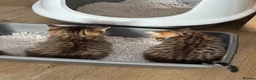Mixed Breed cats for sale: Gorgeous tabby kittens  - Advert 11