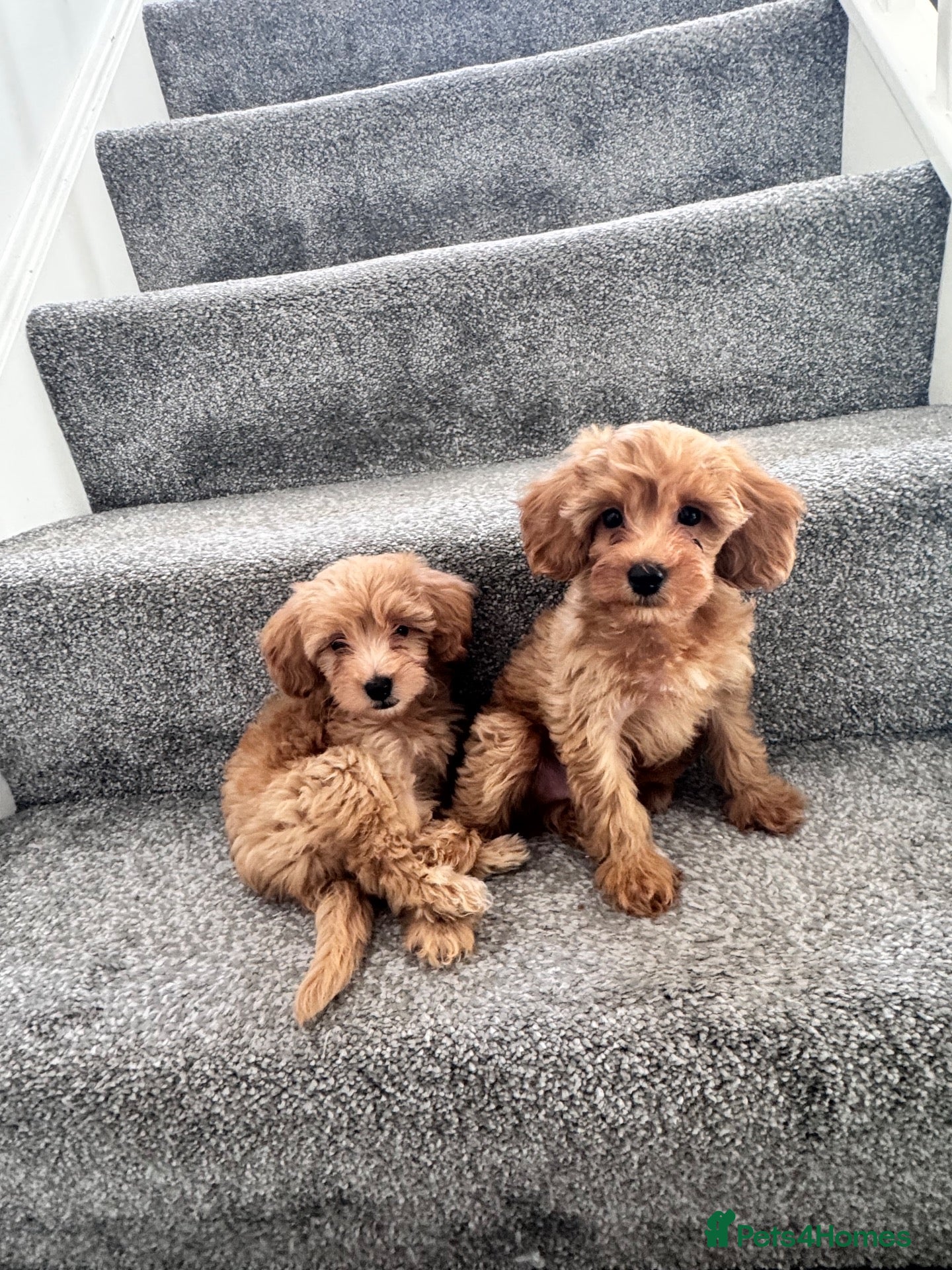 Toy Poodle dogs Adorable Toy Poodle Puppies - 2 remaining (boys) - Advert 1