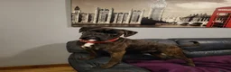 Boxer dogs for stud:  PROVEN KC Registered  Boxer Stud - Advert 8