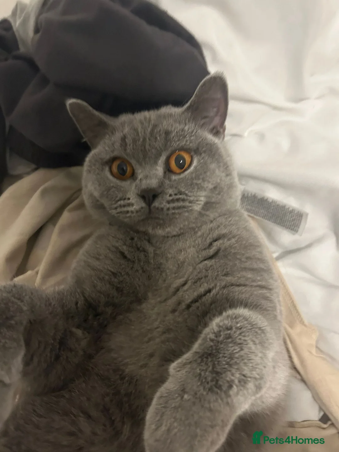 British Shorthair cats for sale: Beautiful Blue BSH Cat - Advert 2