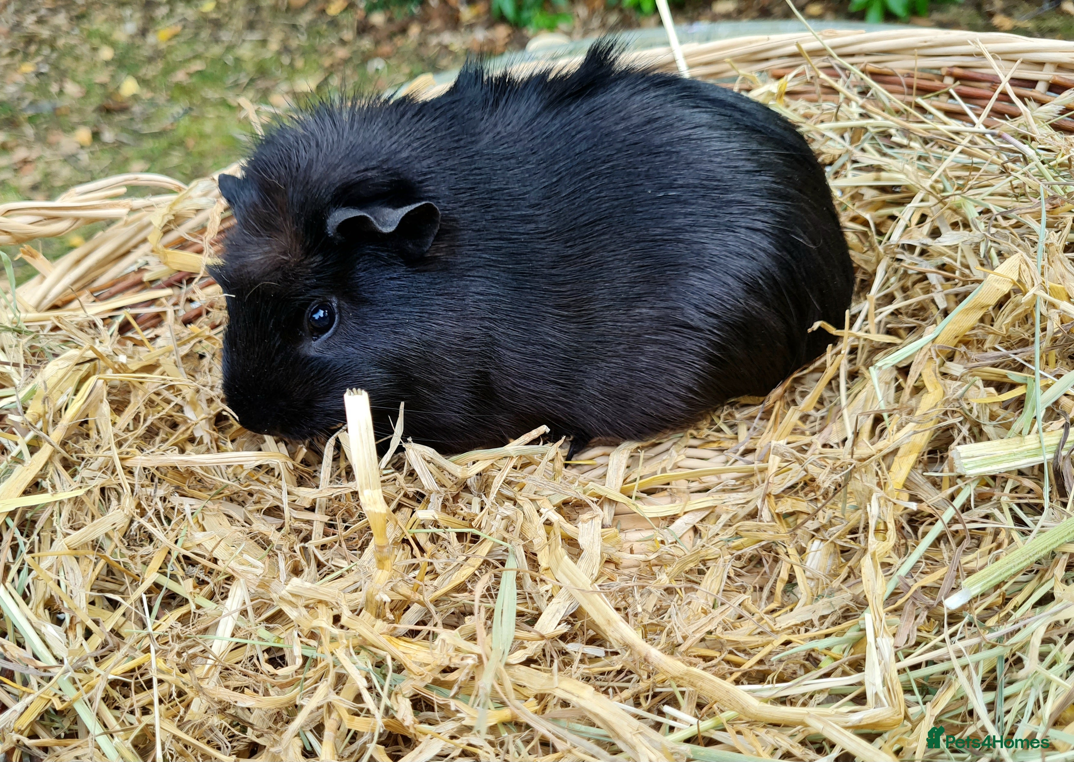 Guinea Pig rodents Baby guinea pigs for sale - Advert 18